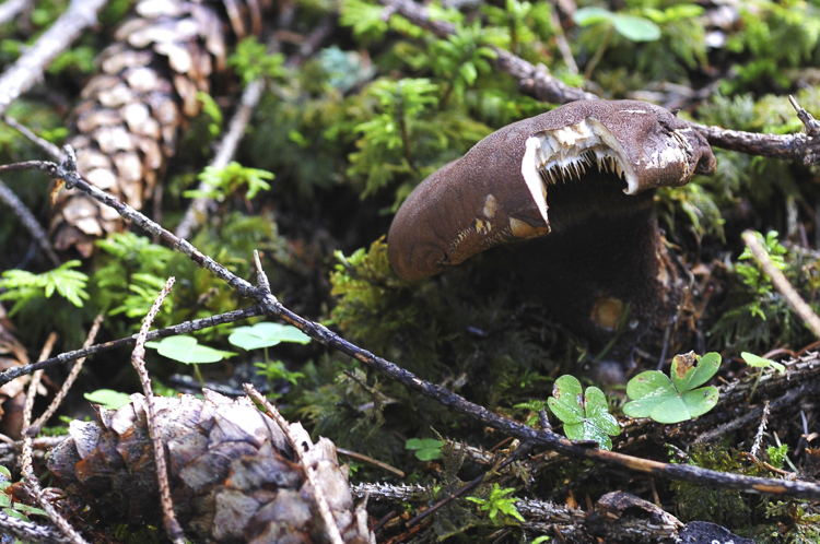 funghi_058.jpg