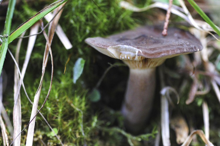funghi_059.jpg