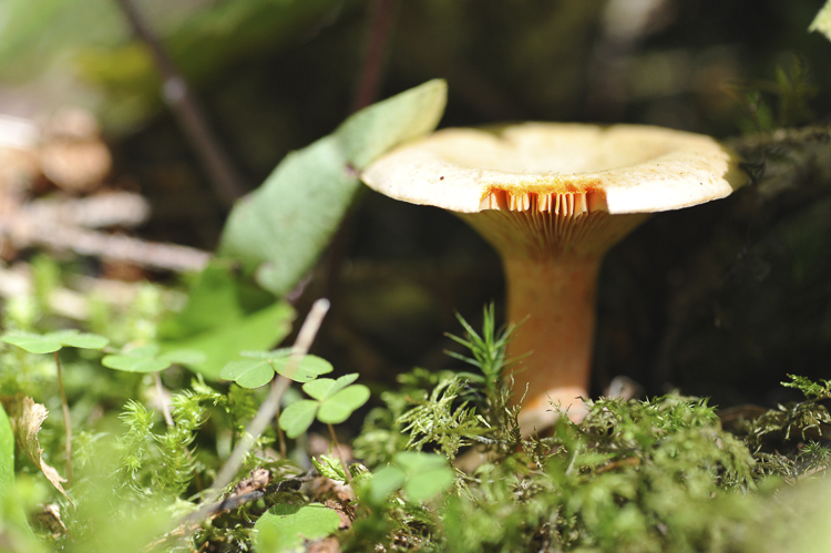 funghi_060.jpg