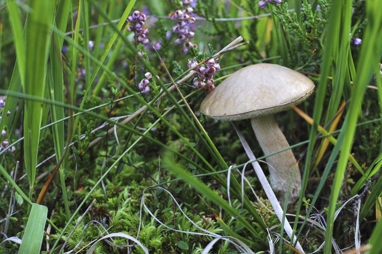 funghi_061.jpg