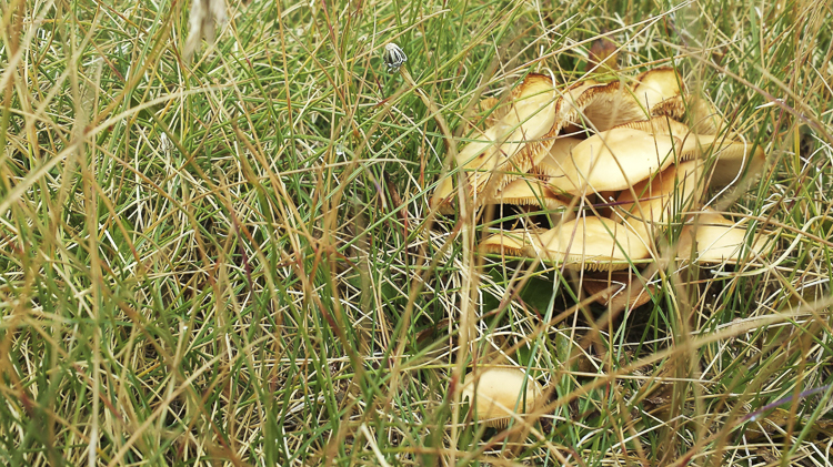 funghi_062.jpg