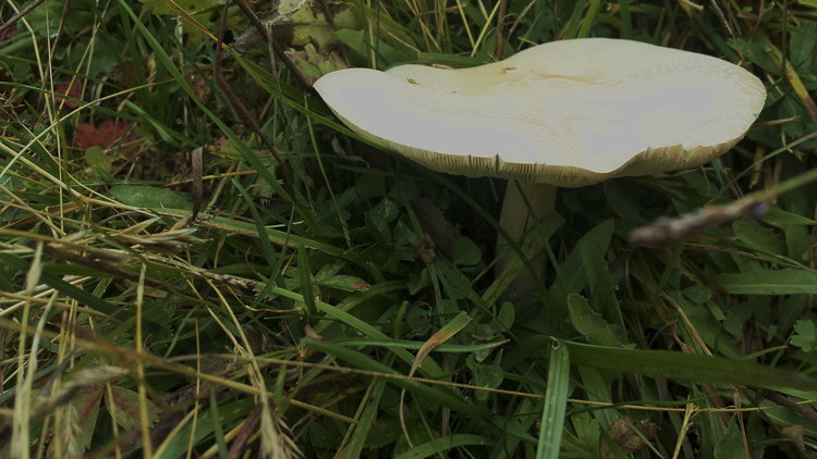 funghi_063.jpg