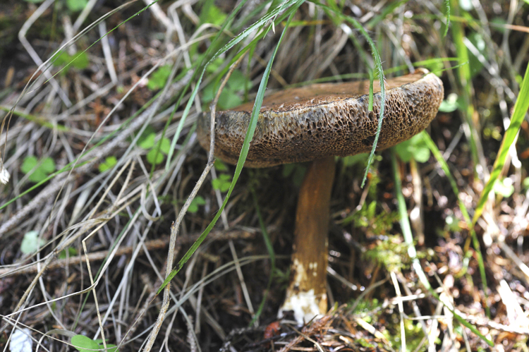 funghi_065.jpg