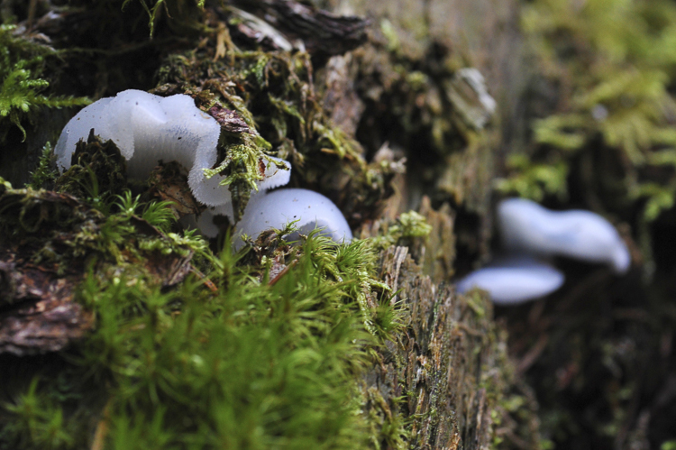 funghi_066.jpg