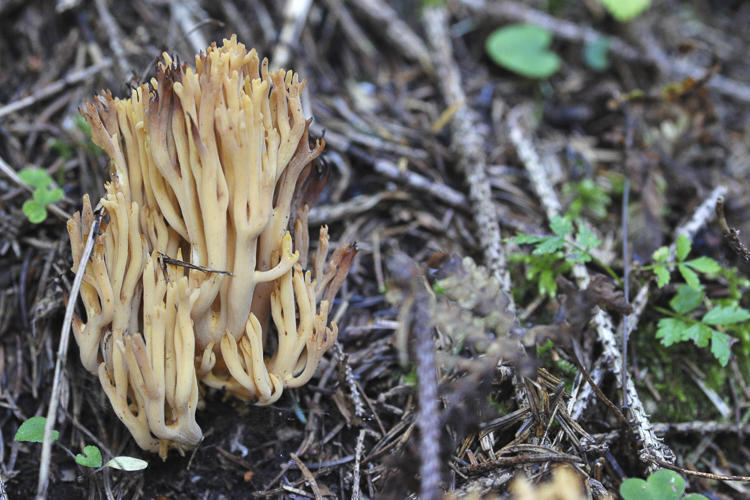 funghi_067.jpg
