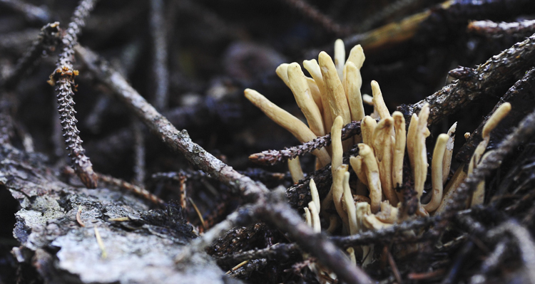 funghi_067_02.jpg