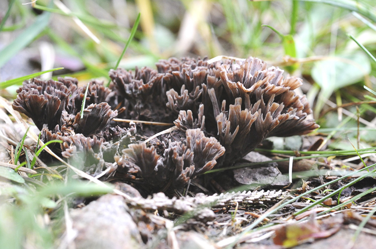 funghi_067_03.jpg