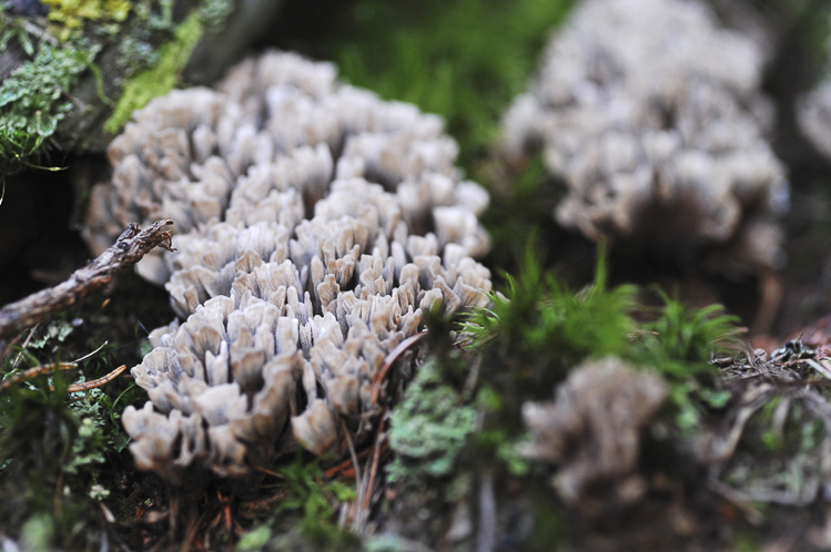 funghi_067_05.jpg