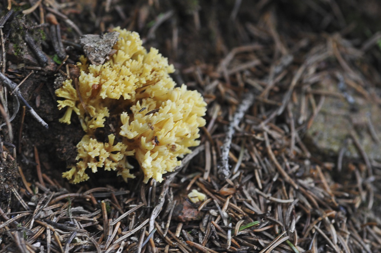 funghi_067_06.jpg