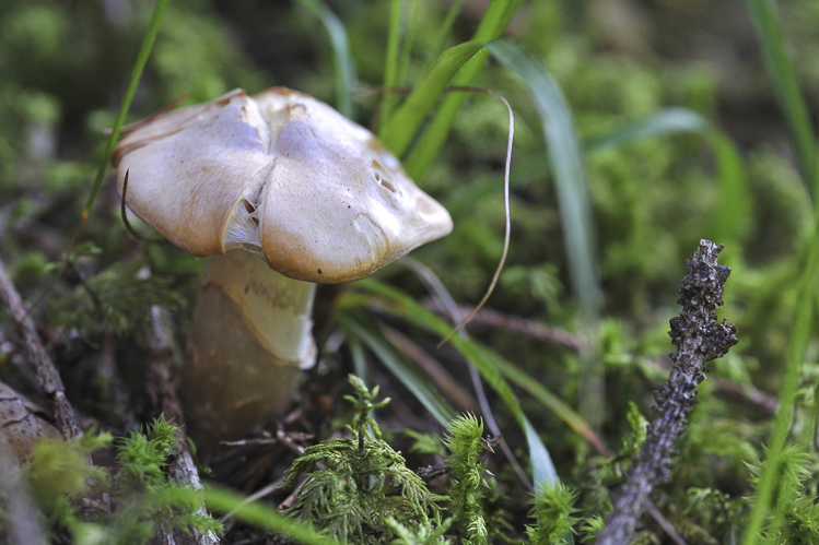 funghi_068.jpg