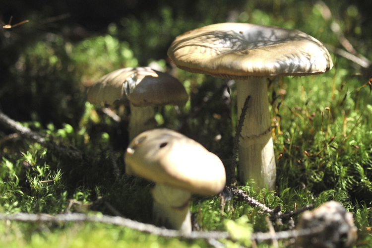 funghi_069.jpg