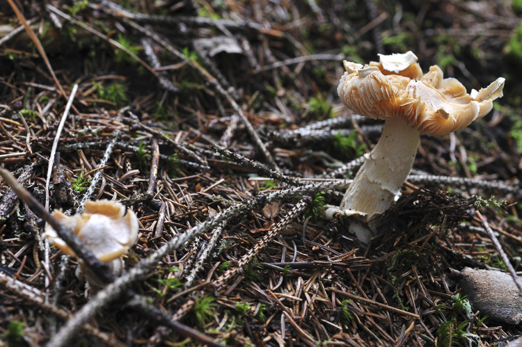 funghi_070.jpg