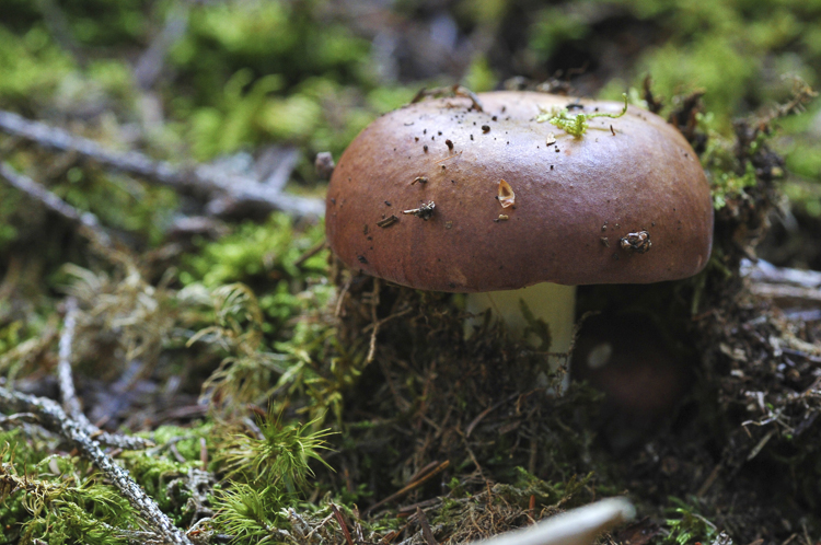 funghi_071.jpg