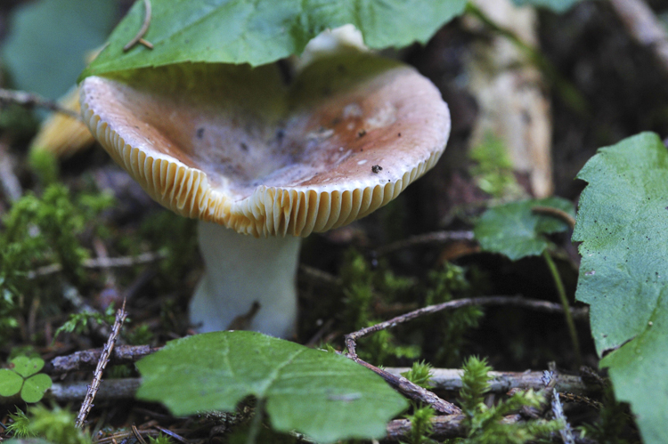 funghi_072.jpg