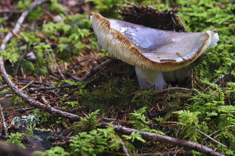 funghi_073.jpg