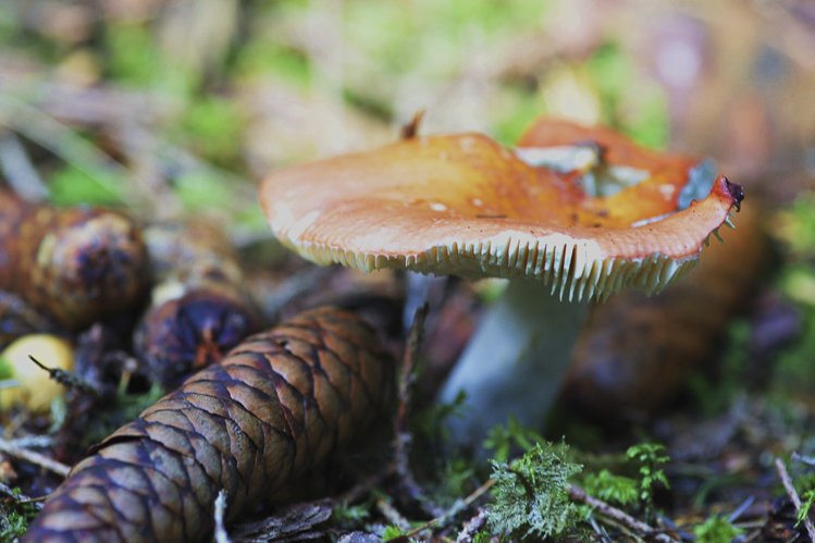 funghi_074.jpg