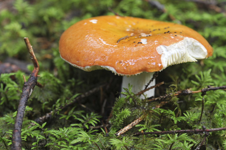 funghi_075.jpg