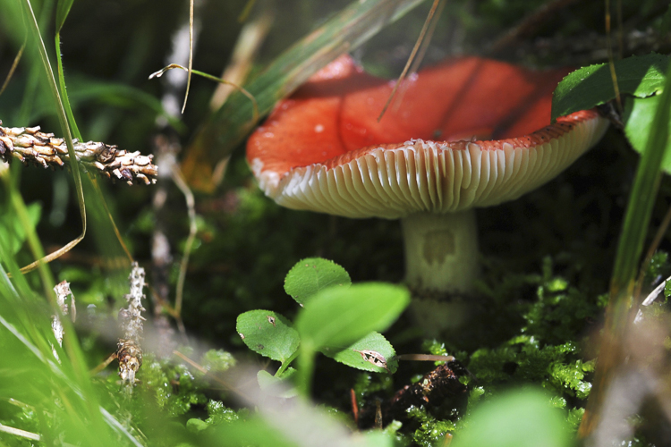 funghi_076.jpg