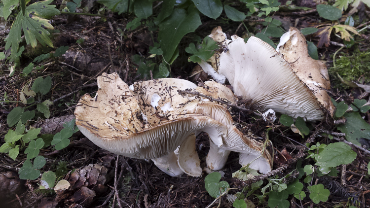 funghi_077.jpg