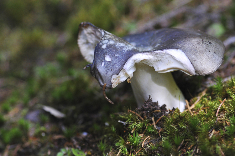 funghi_078.jpg