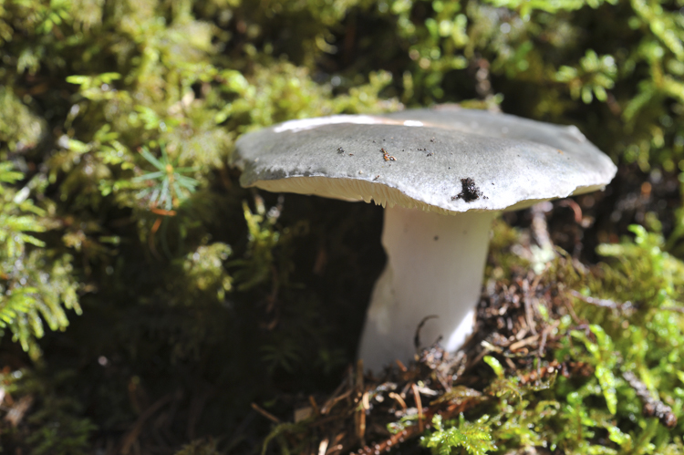 funghi_079.jpg
