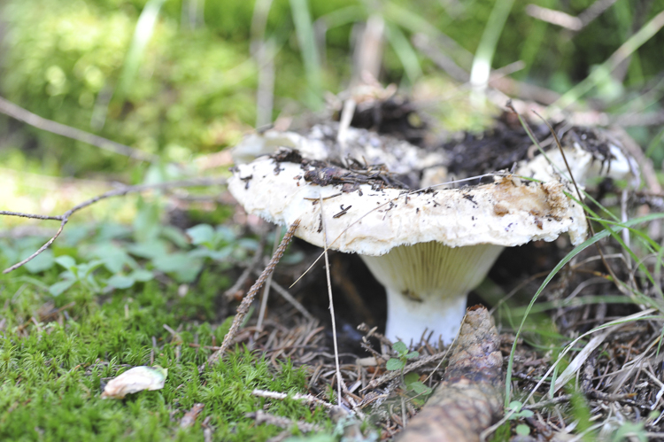 funghi_080.jpg