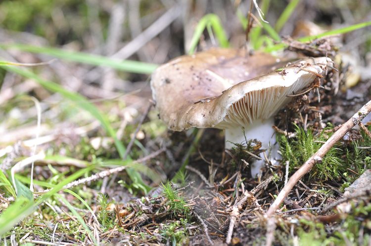 funghi_081.jpg