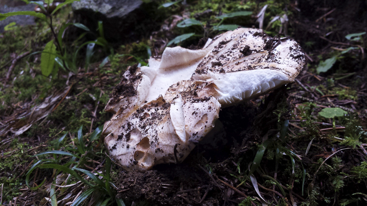 funghi_082.jpg