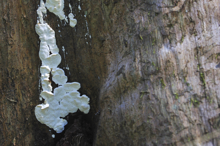 funghi_084.jpg