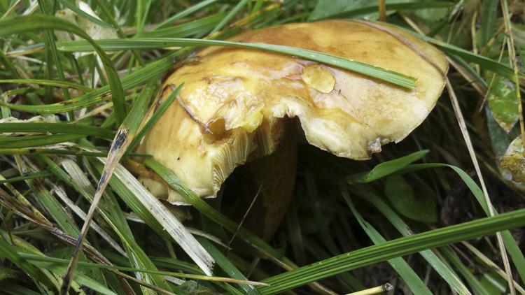 funghi_086.jpg