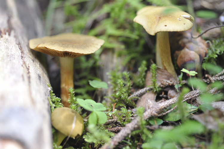 funghi_086_01.jpg
