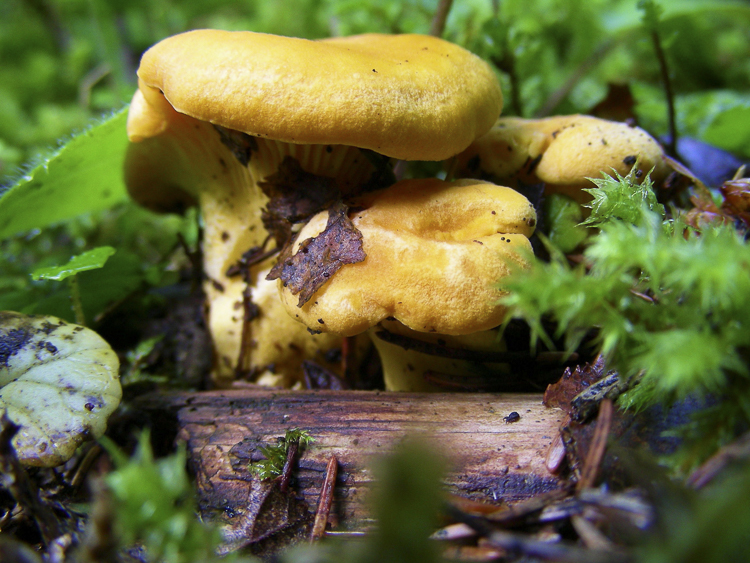 funghi_087.jpg