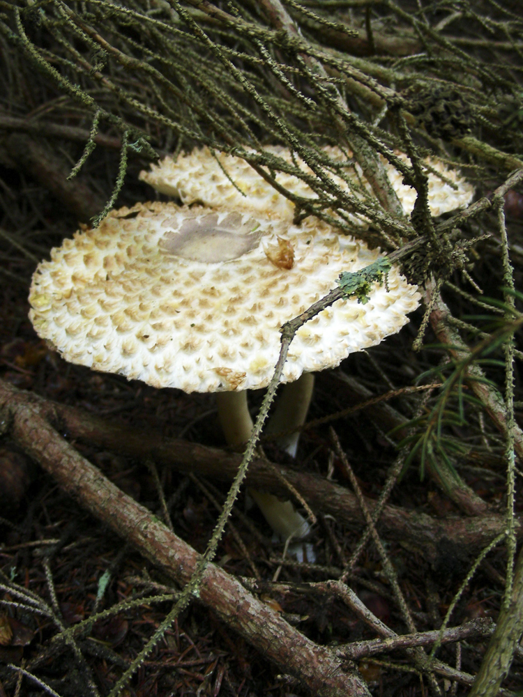 funghi_099.jpg