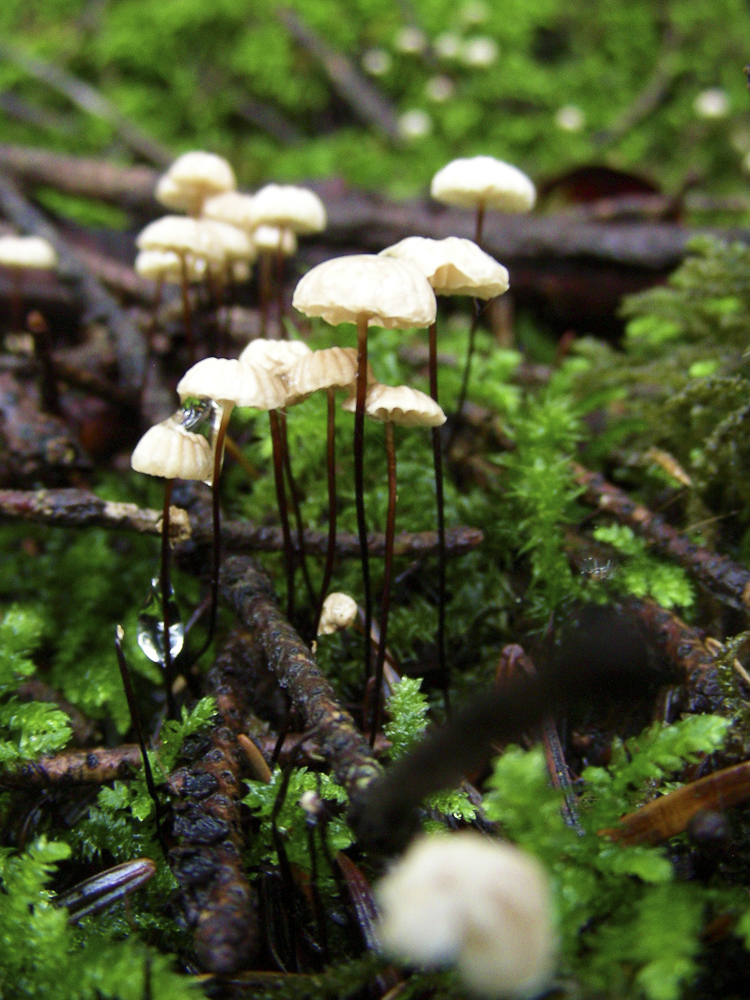 funghi_106.jpg