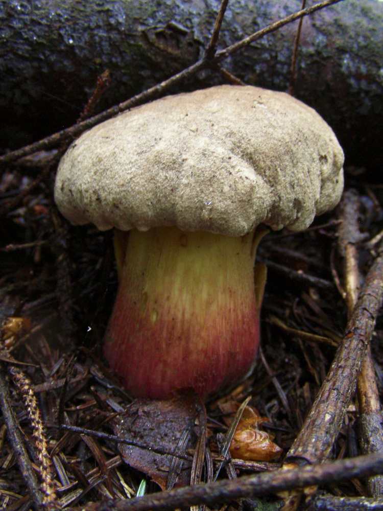 funghi_107.jpg