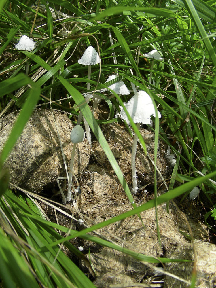 funghi_108.jpg