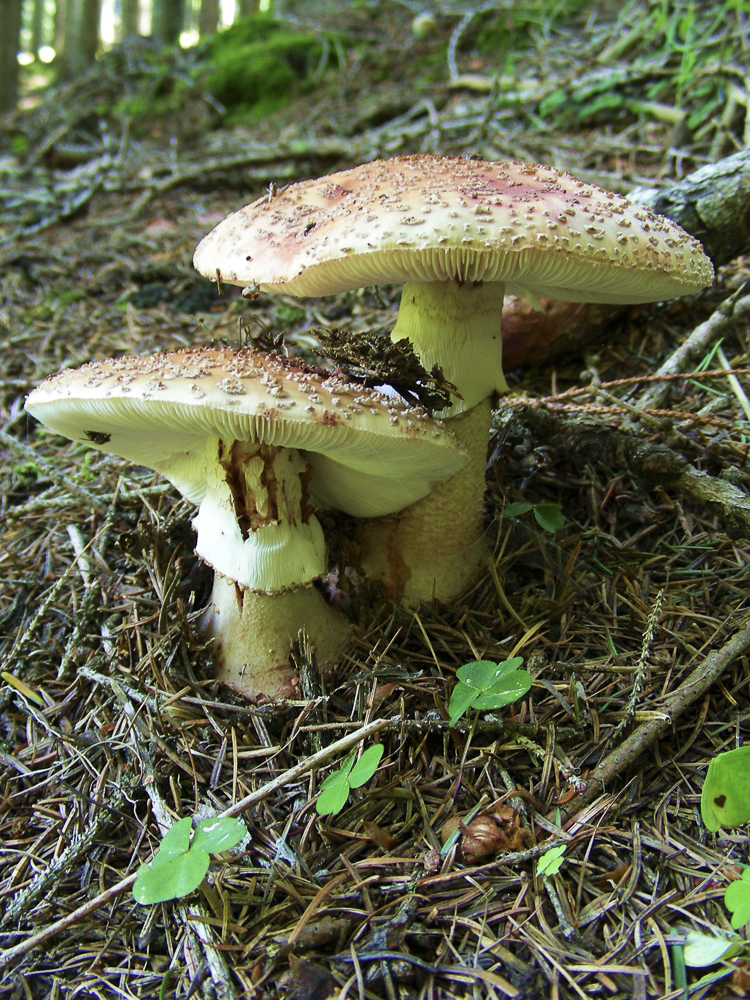 funghi_110.jpg