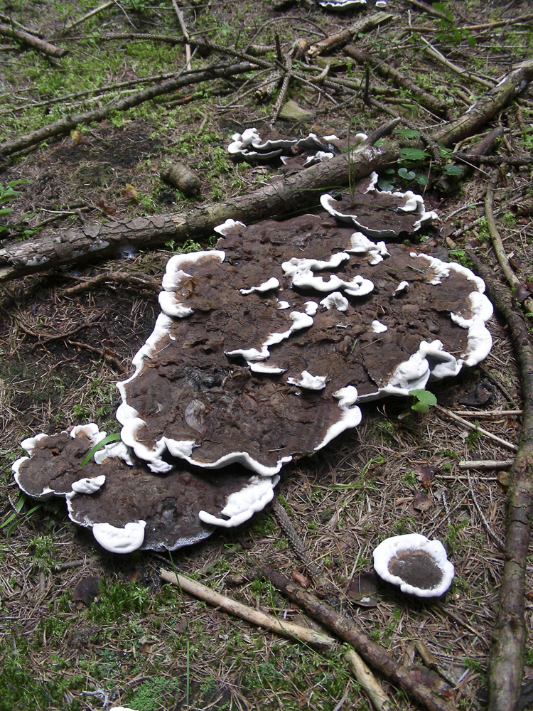 funghi_112.jpg