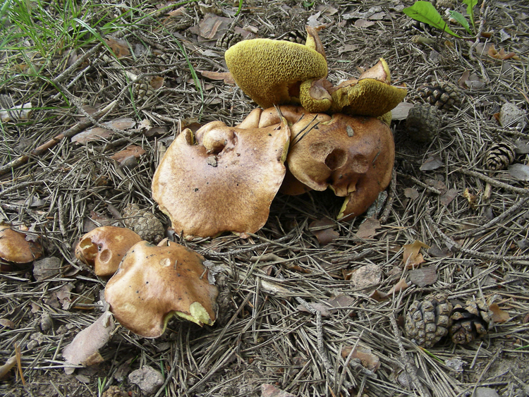 funghi_114.jpg