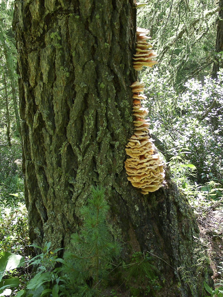 funghi_115.jpg