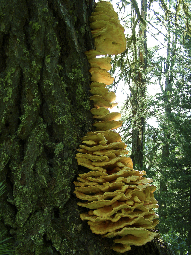 funghi_116.jpg