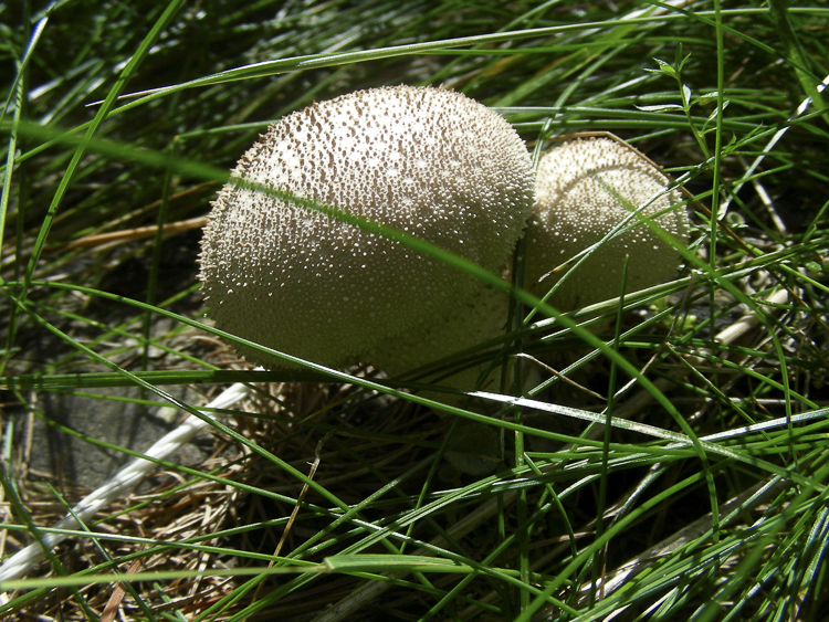 funghi_117.jpg