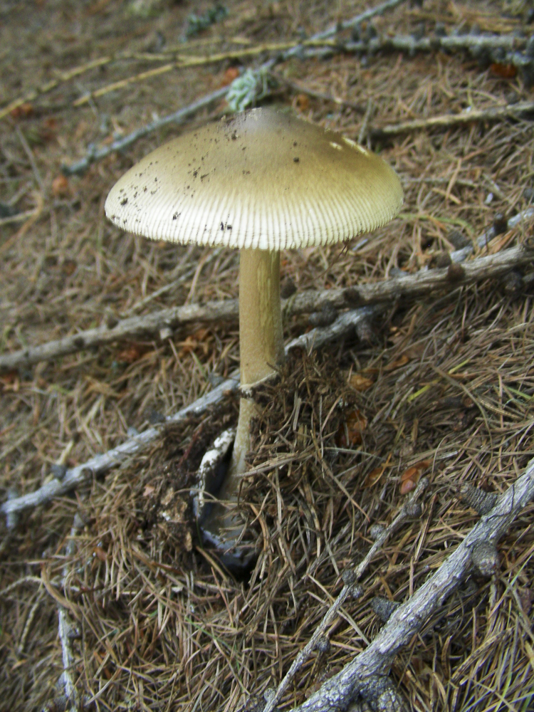 funghi_118.jpg