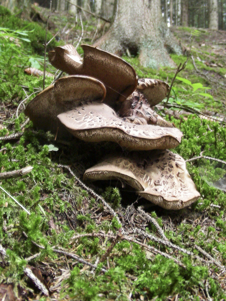 funghi_119.jpg