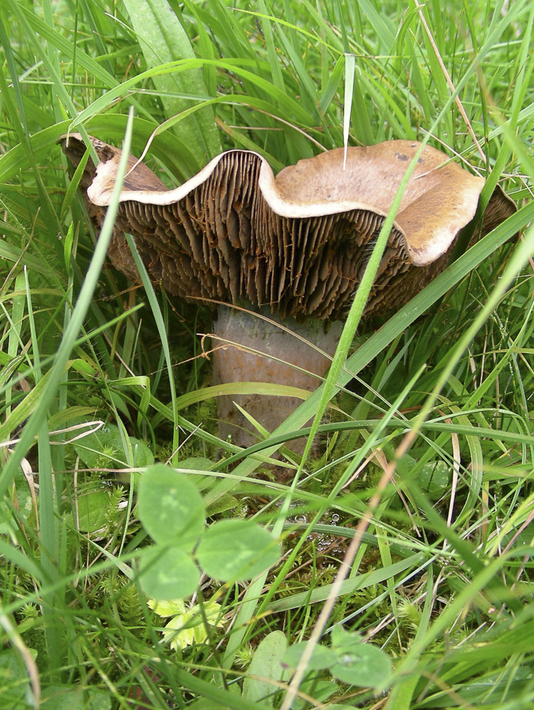 funghi_120.jpg