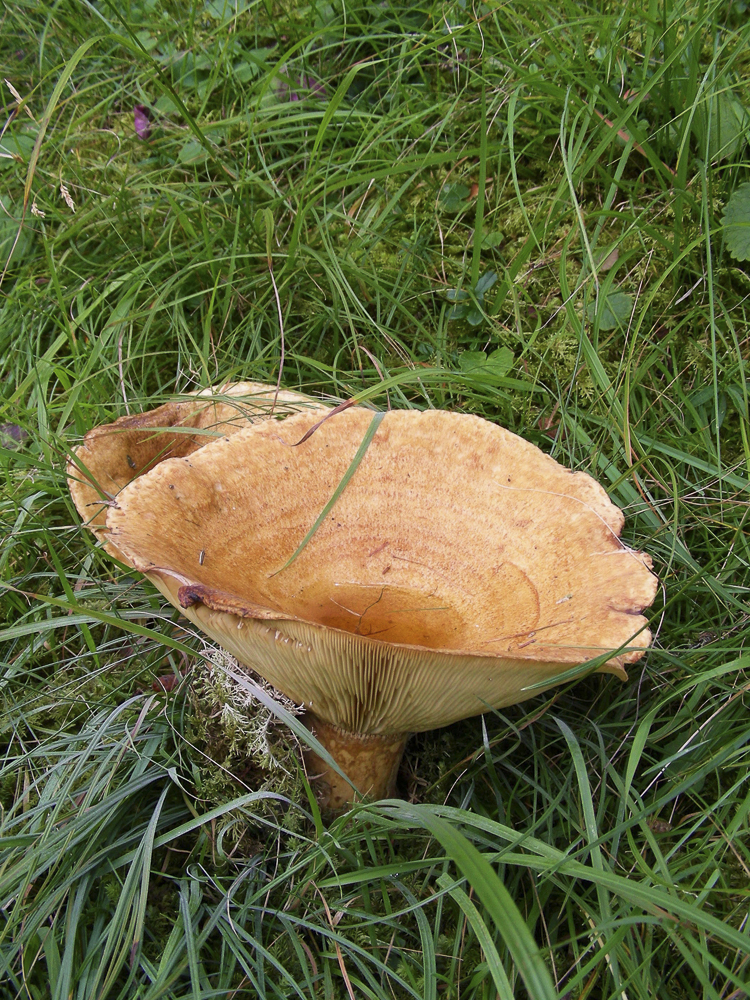 funghi_121.jpg