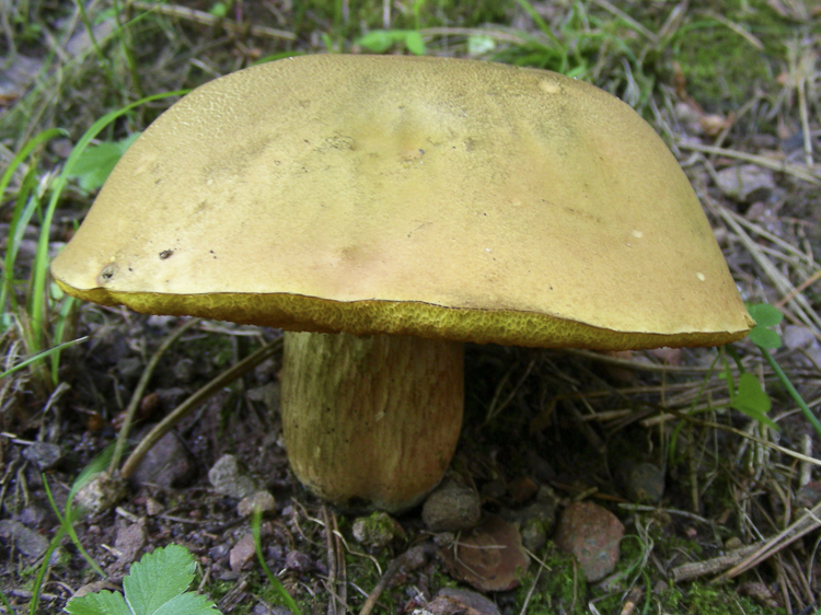 funghi_122.jpg