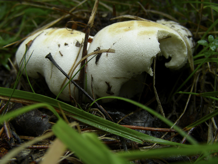 funghi_124.jpg
