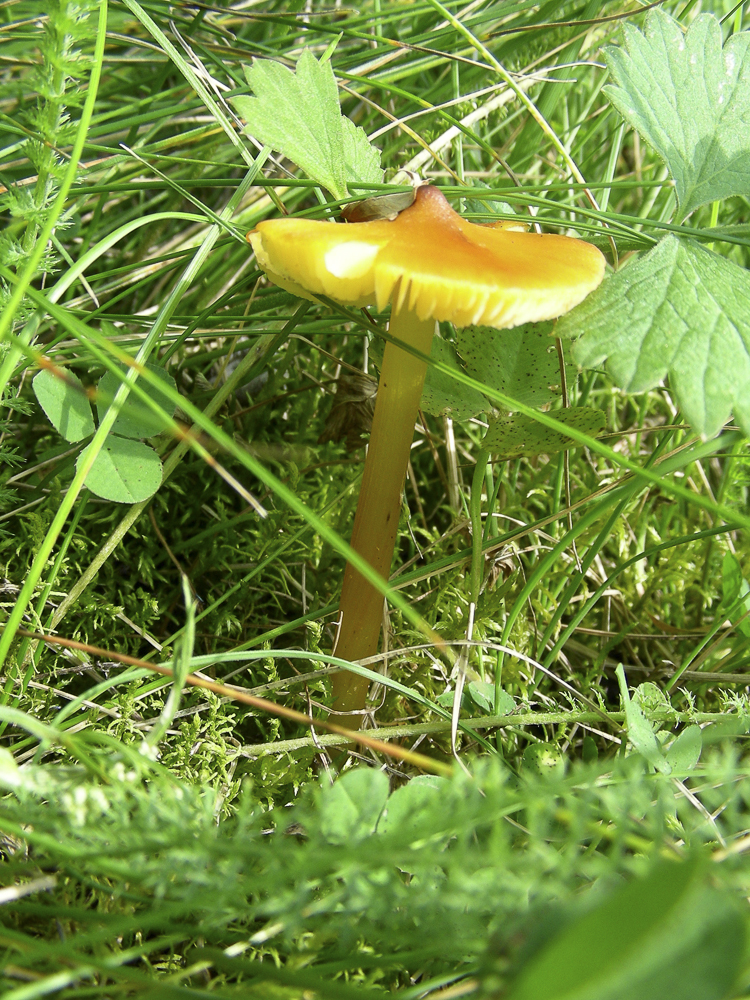 funghi_126.jpg