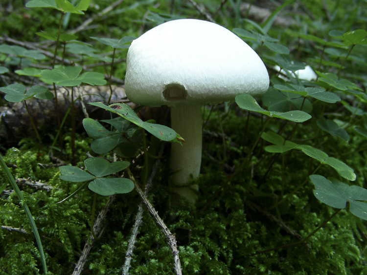 funghi_127.jpg
